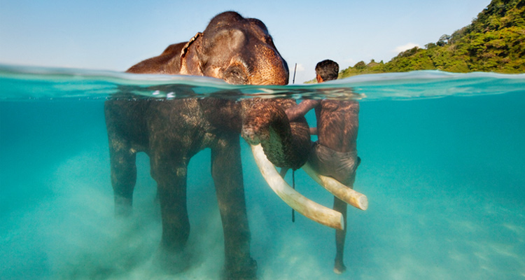 Elephant Beach
